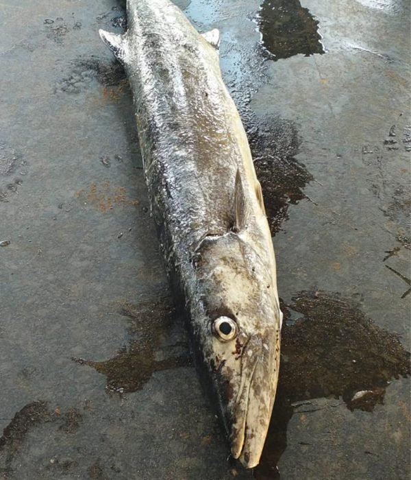 Fish-seafoods-3