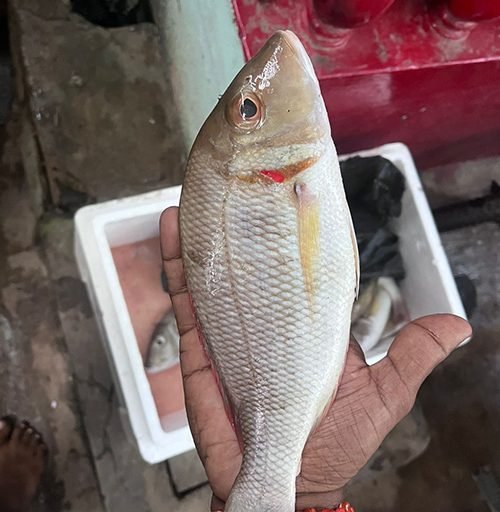 Fish-seafoods
