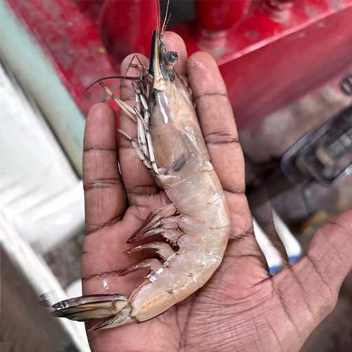 Prawns இறால்
