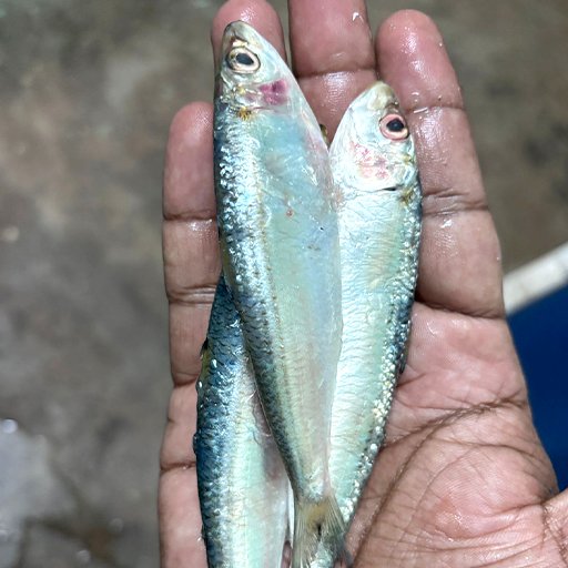 சாளை மீன் Sardines