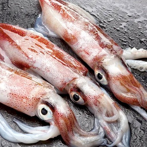 கணவாய்  Indian squid