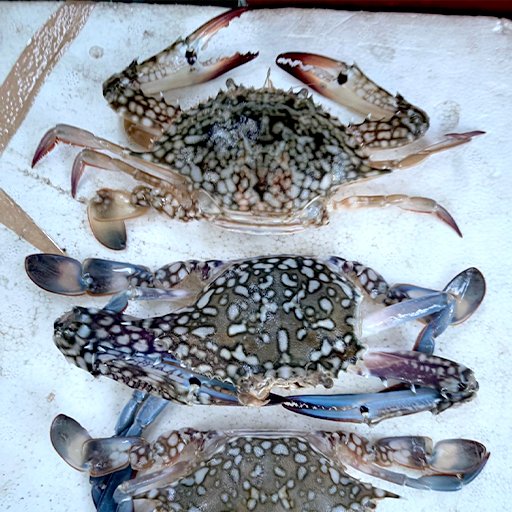 Atlantic Blue crab அட்லாண்டிக் நீலக்கால் நண்டு