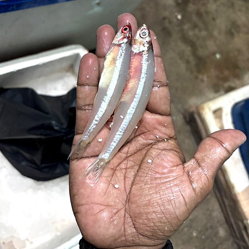 Anchovies  நெத்திலி