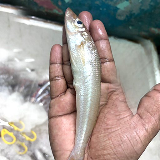 சில்வர் கிழங்கான் Northern whiting or Silver whiting