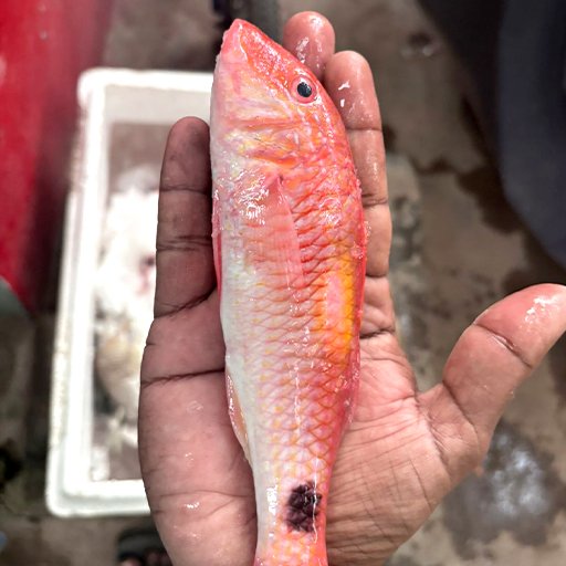 Red snapper உருட்டு செந்நகரை