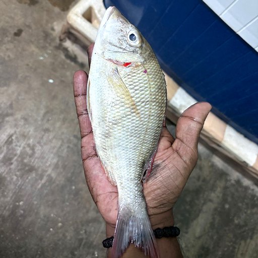 Emperor fish விளை மீன்