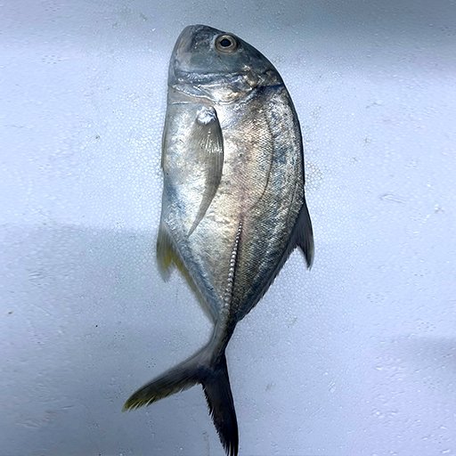 Trevally பாறை மீன்
