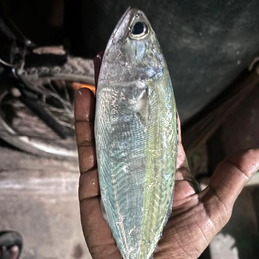 Indian mackerel  அயிலை