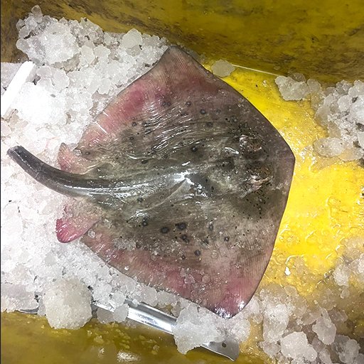 Sting-Ray
திருக்கை