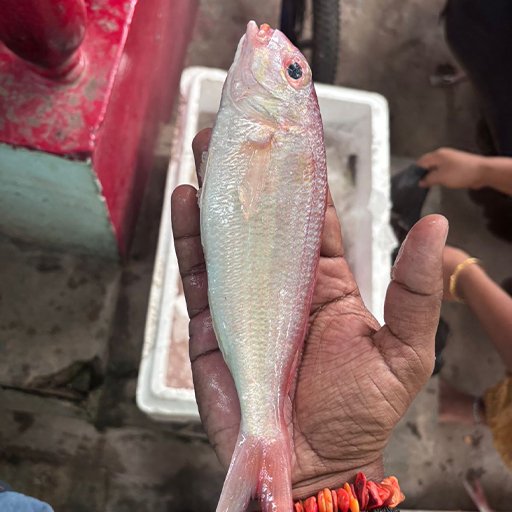 Japanese Threadfin Bream சங்கரா மீன்