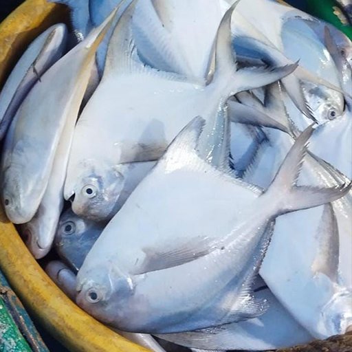 Silver pomfret  சில்வர் வாவல்