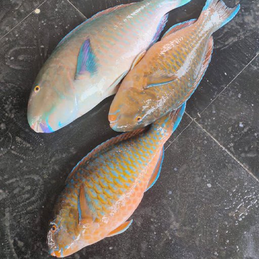 Green parrot fish கிளி மீன்