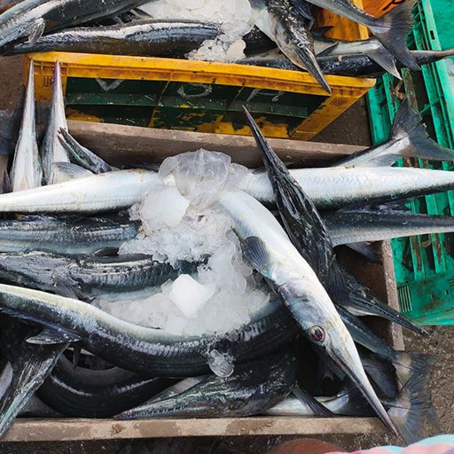 Long Tom
கலிங்கன் முரல்