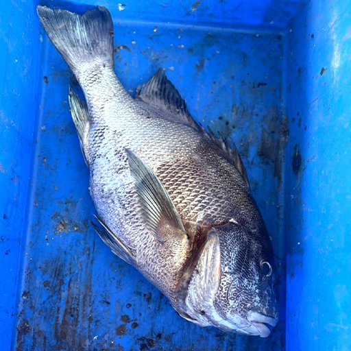 Blubberlip snapper
குறுவலை மீன்