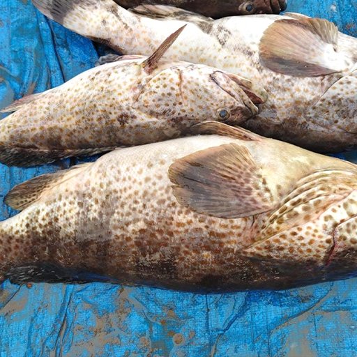 Grouper
புள்ளி களவாய் மீன்