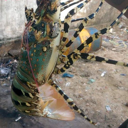 Lobster சிங்கி இறால்