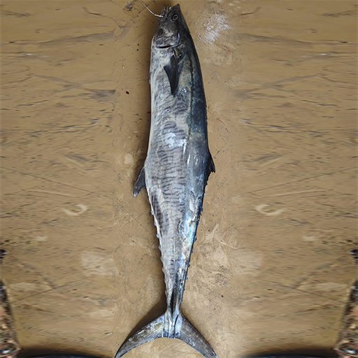 King fish சீலா வஞ்சிரம்