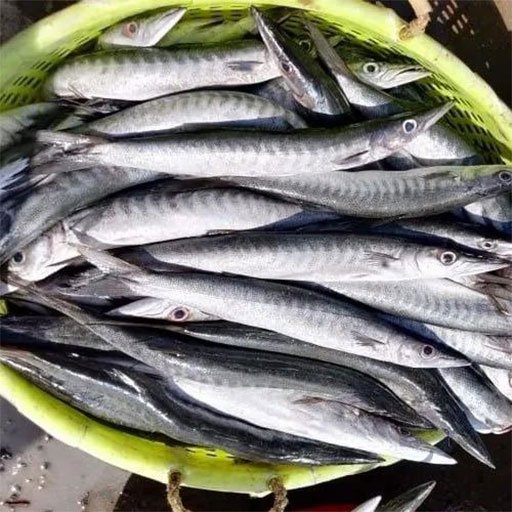 Barracuda ஊளி