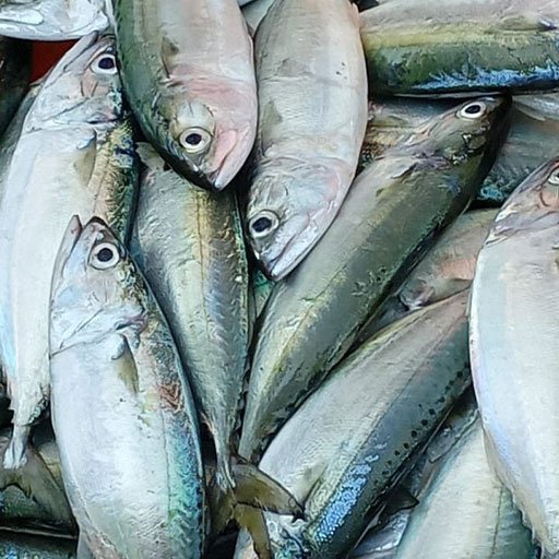 Indian mackerel அயிலை Indian mackerel அயிலை