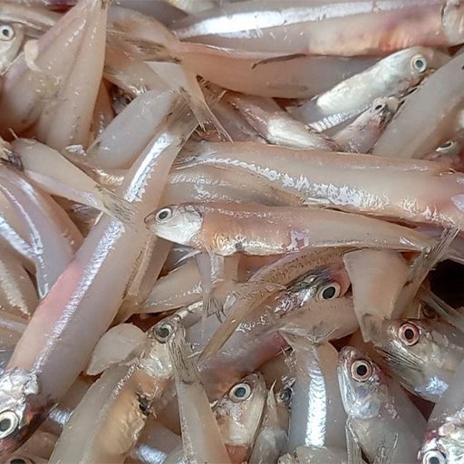 Anchovies நெத்திலி