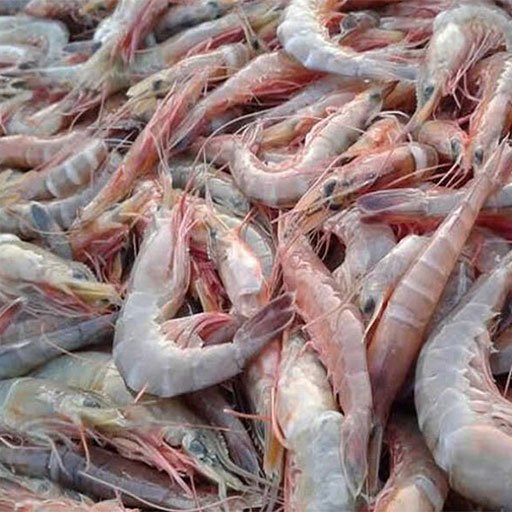 Prawns இறால்