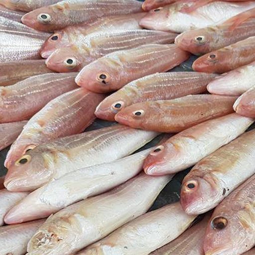 Red snapper உருட்டு செந்நகரை