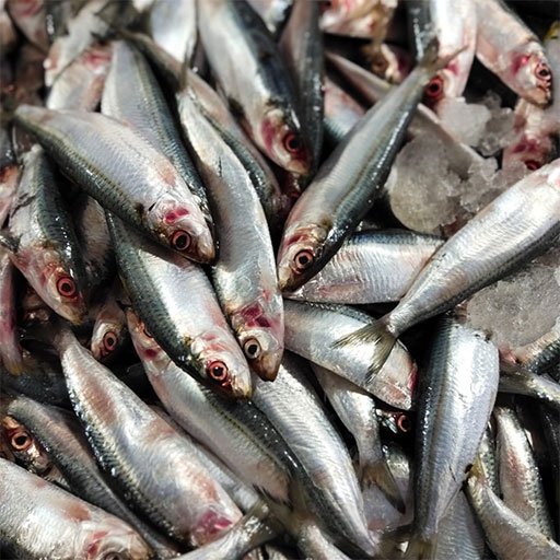 Sardines சாளை மீன்