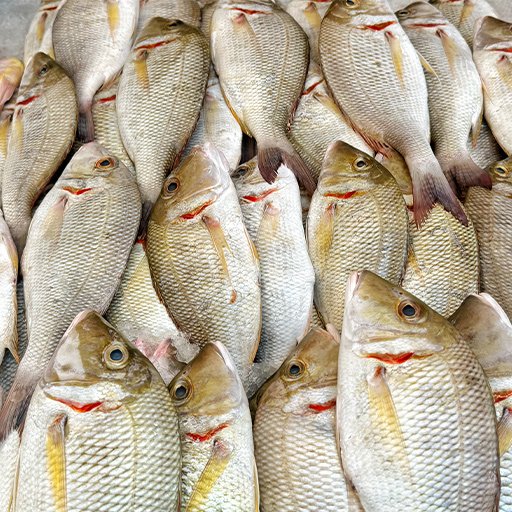 Trevally பாறை வகைகள்